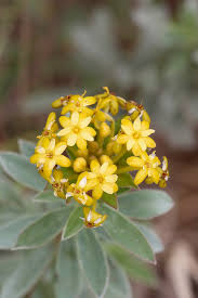 Image result for Thymelaeaceae