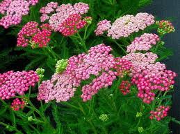 Yarrow Pink Grapefruit Achillea Flower Pots Yarrow Plant