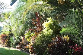 Shrubs, tropicals and tender perennials: Whats The Cold Hardiness Of Crotons Tropical Looking Plants Other Than Palms Palmtalk