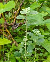 Image result for Aerva lanata