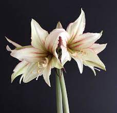 Amaryllis With A Difference Unusual Colors And Flower Styles Longfield Gardens