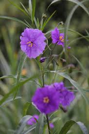 Image result for Solanum linneanum