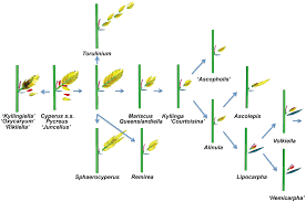Image result for Lipocarpha rehmannii