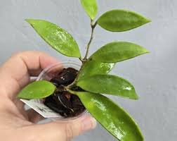 Image result for Pentas micrantha