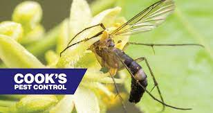 After the harvest, the whole field is burnt to kill any harmful species including eggs which may have been left. Cooks S Pest Blog Latest Posts