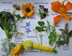 Maybe you would like to learn more about one of these? Summer S Edible Flowers Growing Stories
