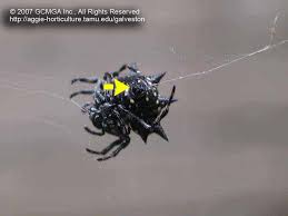 See full list on orkin.com Beneficial Spiders In The Landscape 23 Spiny Orb Weaver Spider