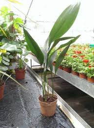 Aspidistra Elatior House Plant In A 13cm Pot 60cm Tall Cast Iron Plant 5060555130701 Ebay 13cm 60cm Aspidistra In 2020 Cast Iron Plant Plants Tall Indoor Plants