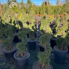 Image result for spiral cut juniper trees