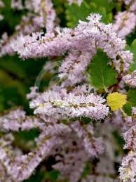 Image result for Tetradenia brevispicata