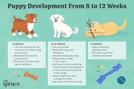 Puppy Development From 8 To 12 Weeks