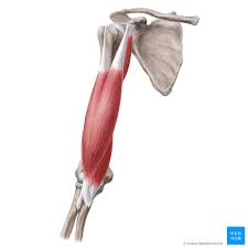 It is a functionally important muscle that contains two heads. Arm Muscles Anatomy Attachments Innervation Function Kenhub