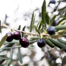 Arbequina Olive Tree Arbequina Olive Tree Olive Trees For Sale Olive Tree