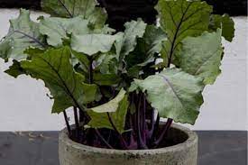 Growing kale indoors is easy as long as you know what the young plants need. How To Grow Kale Indoors Urban Garden Gal