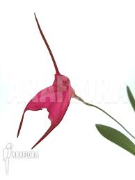 Image result for Vandellia subracemosa