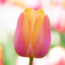 The single late tulip dordogne is one of the beauties from the french range. Dordogne Tulip Single Late Tulip Bulbs Tulips Com