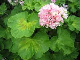 Captivating rosebud blooms open to reveal large, bicoloured clusters of fully double, pink and white flowers. Pelargonium Happy Appleblossom I 11cmt Rosenknospig Duftblatt Pelargonien Duft Und Wandelgartnerei Schoebel