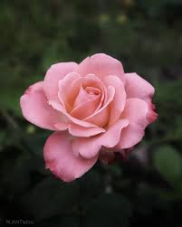 Unduh dan gunakan 100.000+ foto stok wallpaper bunga secara gratis. Pin On Flowers