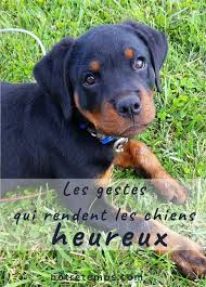 Comment Rendre Son Chien Heureux Les Conseils De Delphine Clero Veterinaire Animaux Chiens Heureux Chien Chiot Heureux