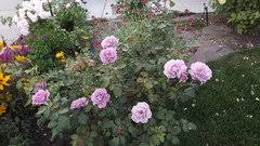 Photo taken on november 5, 2020, (spring). Angel Face Haul