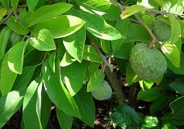 Image result for Annona squamosa