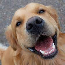 Maybe you would like to learn more about one of these? Can Dogs Eat Pork American Kennel Club