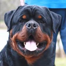 Black Boerboel Puppies For Sale In Durban Giant German Rottweilers Big Head Rottweiler Rottweiler Puppies Rottweiler Puppies For Sale Rottweiler