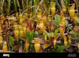 Image result for Lasiodiscus pervillei