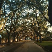 You Know You Re A Foodie When On Instagram Trees Form A Canopy Just Outside The Fountain Of Youth St Augustine Flo Fountain Of Youth Instagram Tree Canopy
