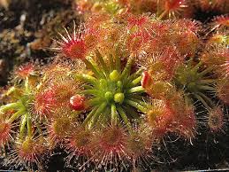 Image result for Drosera burkeana