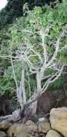 Image result for Xylocarpus