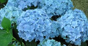 Hortensien Vertragen Nur Wenig Kalk Und Haben Einen Ahnlich Hohen Nahrstoffbedarf Wie Rhododendron Mit Diesen Dungetipps Hydrangea Planting Flowers Fertilizer