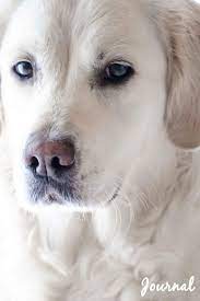 For more information and reservation please contact milda( at )retriveris.lt or by phone +370 612 73122. Journal Blank Lined Paper Diary Notebook White Golden Retriever Puppy Dog Photo Design Notebooks Laj 9781729727584 Amazon Com Books