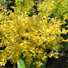 Image result for Ligustrum sinense