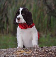 Are springer spaniels good hunting dogs? Snowflake English Springer Spaniels Home Facebook