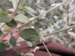 Image result for Nothosaerva brachiata