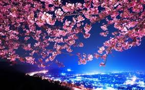 Wallpaper hd of 1920x1080 px, cherry blossom. Download Cherry Blossoms Wallpaper Gif Wallpaper Getwalls Io