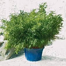 Kann Ich Bambus Im Kubel Halten Balkon Balkonhaus Kubelpflanzen Kbelhalten Sichtschutz Garte Bambus Im Kubel Bambus Pflanzen Winterharte Pflanzen Garten