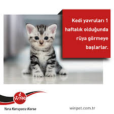 Kedi Yavrulari 1 Haftalik Oldugunda Ruya Gormeye Baslarlar Winpet Yarakoruyucukorse Mutlupatiler Www Winpet Com Tr Www Winpet Eu Kedi Yavru Kediler