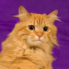 Adoption Center News: Week of Dec. 12-18, 2011 (Richmond SPCA Blog)