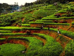 Tempat wisata di sukabumi yang hits berikut adalah bukit karang para terletak di desa kebun manggu, kecamatan gunung guruh, kabupaten sukabumi, jawa barat. Desa Wisata Malasari The Real Hidden Gem Bogor