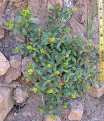 Image result for Clutia paxii