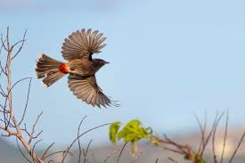 A red vented bulbul in front of my house. Nikon D7500 with a 70 ...