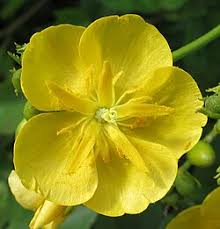 Image result for Melhania virescens