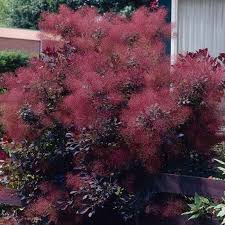 Image result for Cotinus coggygria