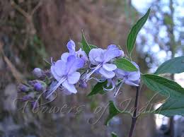 Image result for Caryopteris odorata