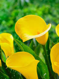 Glowing yellow daffodils, pastel hyacinths, vibrant tulips, delicate freesias how to grow bulbs. Calla Lily Bulbs Hgtv