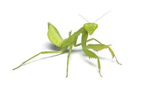 Praying mantis information and pest control insects in the garden. 11 328 Praying Mantis Photos Free Royalty Free Stock Photos From Dreamstime