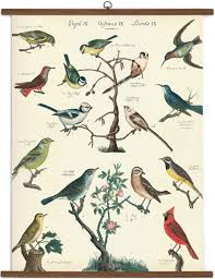 Bird Vintage Style School Chart