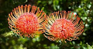 Image result for Leucospermum